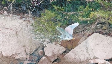 永泰大樟溪发现“神秘鸟”海南鳽。陈林 摄