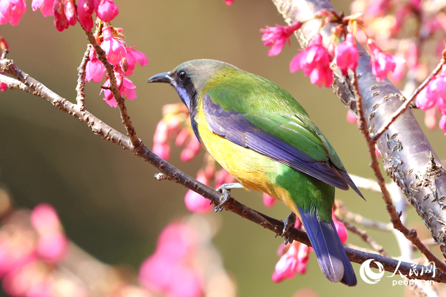 櫻花枝頭的橙腹葉鵯雄鳥。人民網記者 陳博攝