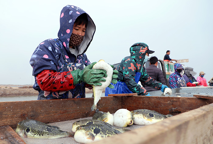 在河北唐山市滦南县河鲀养殖基地，工人们正在忙碌。滦南县委宣传部供图