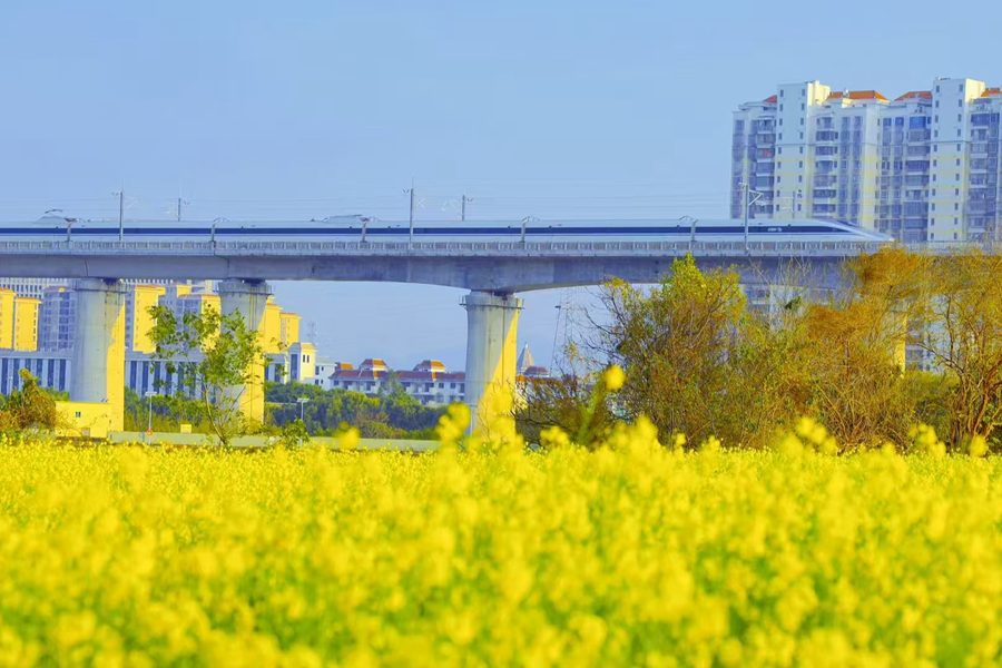 列车从油菜花海旁穿过。李娴凤摄