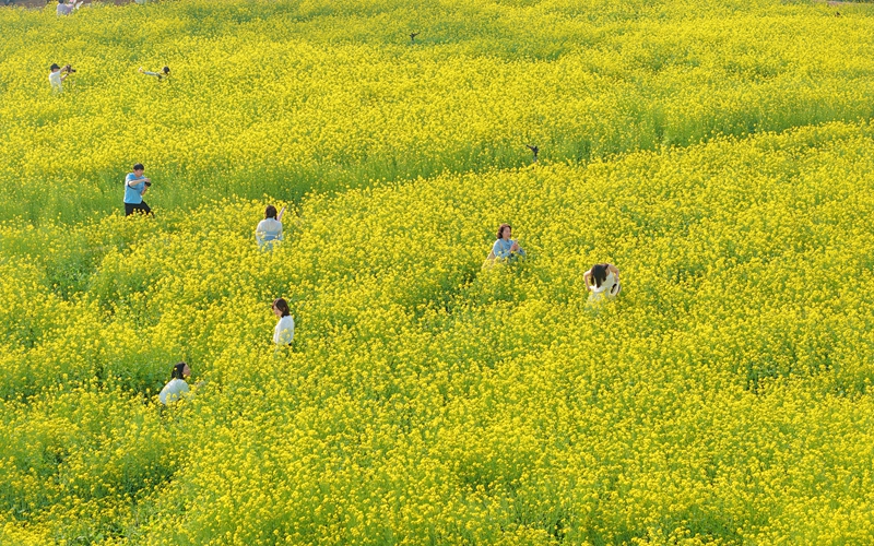 廈門：油菜花海醉游人