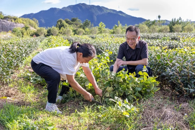 茶园套种大豆模式