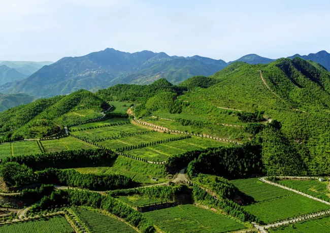 安溪茶山，梯田层层