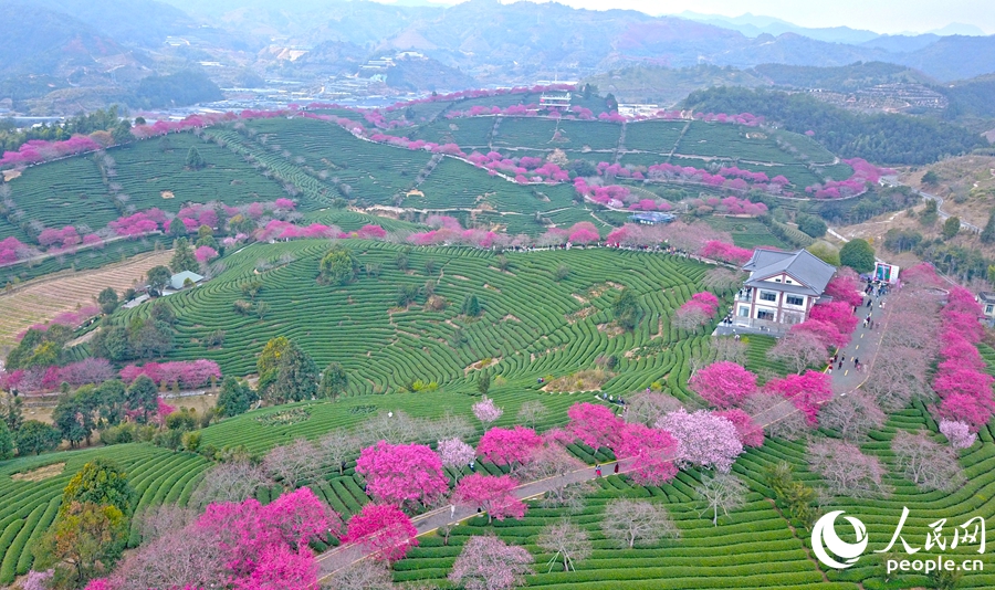 位于龙岩漳平市永福镇的台品樱花茶园栽种了各类樱花品种，主要有中国红、绯寒樱、牡丹樱、福建山樱花等42个品种。人民网 李昌乾摄