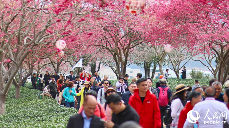 近年来，樱花茶园的文化旅游优势日益凸显，吸引八方来客。人民网 李昌乾摄