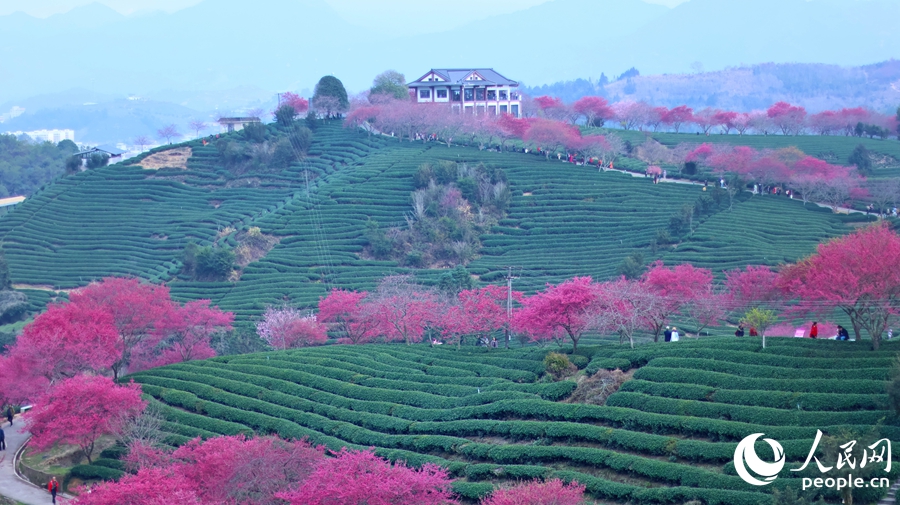 红粉相间的樱花拥抱翠绿茶山，共绘春日盛景。人民网 李昌乾摄