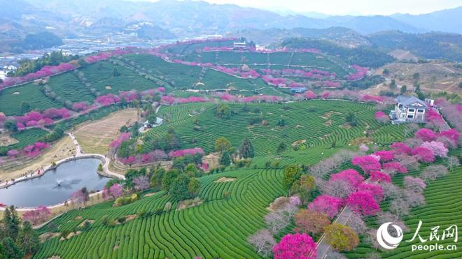 位于龙岩漳平市永福镇的台品樱花茶园，十万株樱花盛开，美不胜收。人民网 李昌乾摄