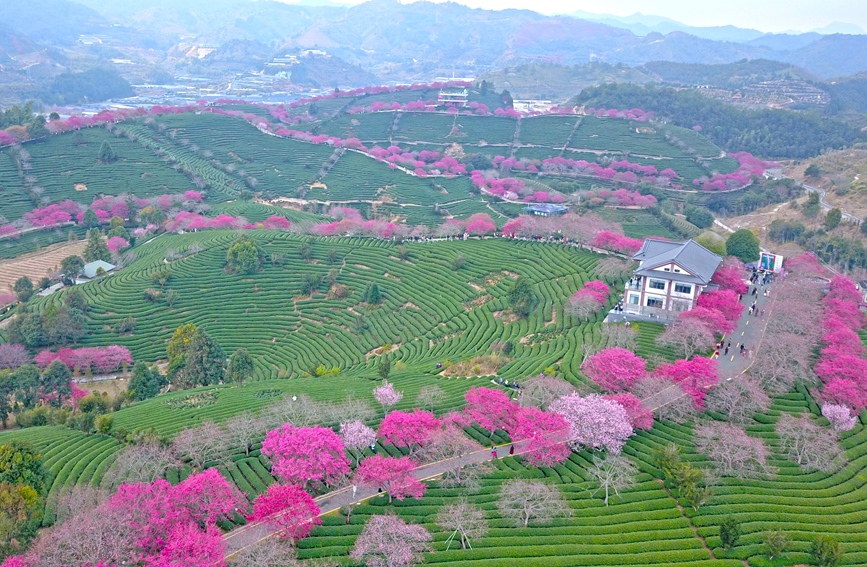 龍岩：萬株櫻花次第綻放 迎來最佳觀賞期