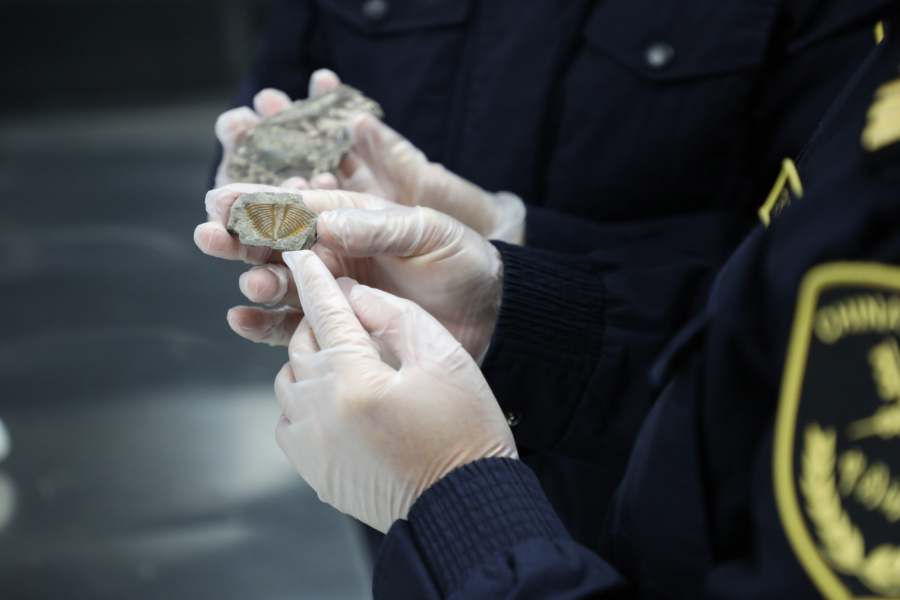 海關關員查驗古生物化石。廈門海關供圖