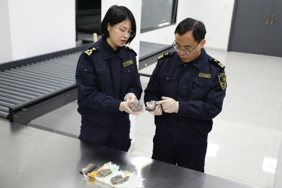 海關關員查驗古生物化石。廈門海關供圖