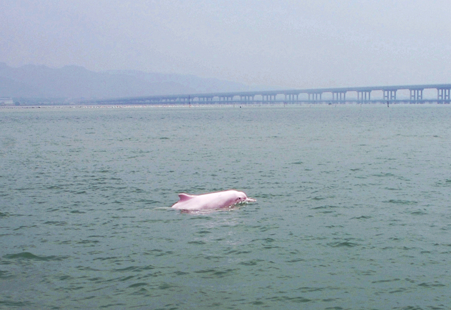 中華白海豚在福建雲霄漳江口暢游。方維攝