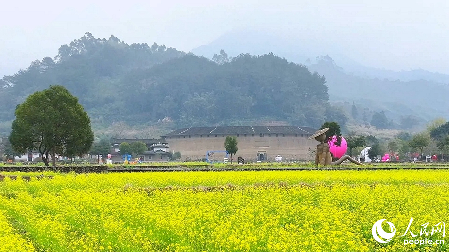 金黄油菜花掩映古朴的土楼，尽显世遗土楼好风光。华安县融媒体中心供图