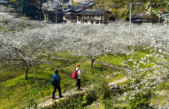 李花盛開的村庄。陳奇攝