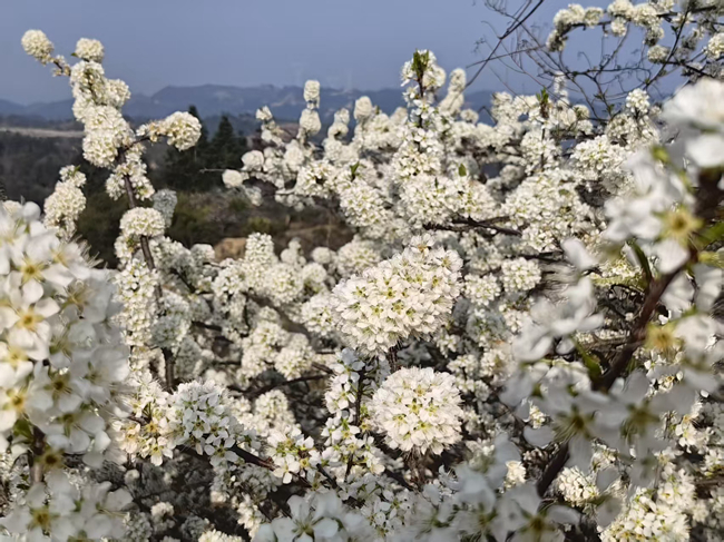 朵朵李花競相綻放。陳首先攝