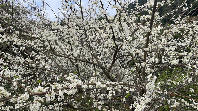 朵朵李花競相綻放。陳首先攝