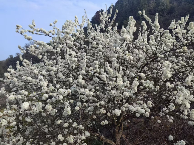 满树繁花似雪。陈首先摄