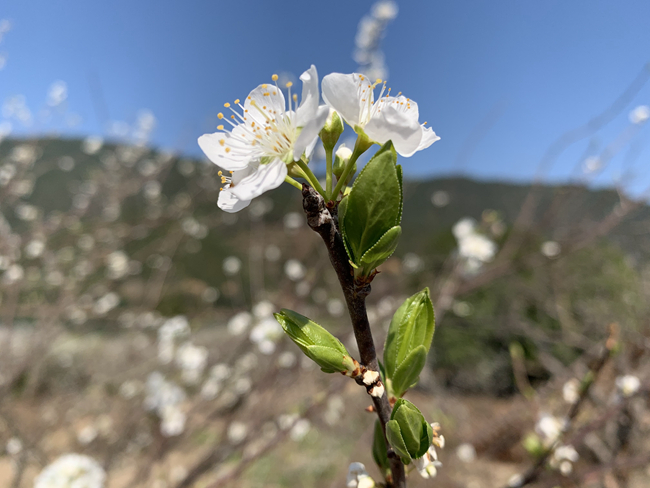 枝头绽放的洁白花朵。林萍摄