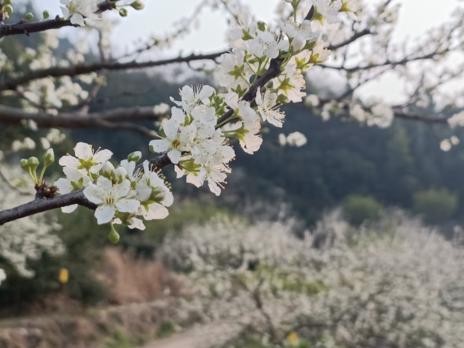 枝头绽放的洁白花朵。永泰县融媒体中心供图