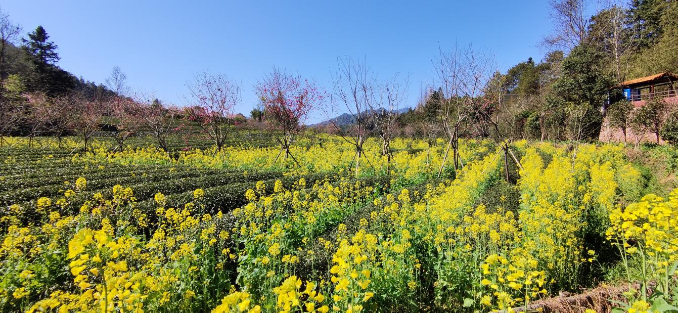 福建省武夷山市燕子窠茶園採用套種油菜花生態種植模式，油菜花開給茶園增添了一抹亮麗色彩。受訪者供圖