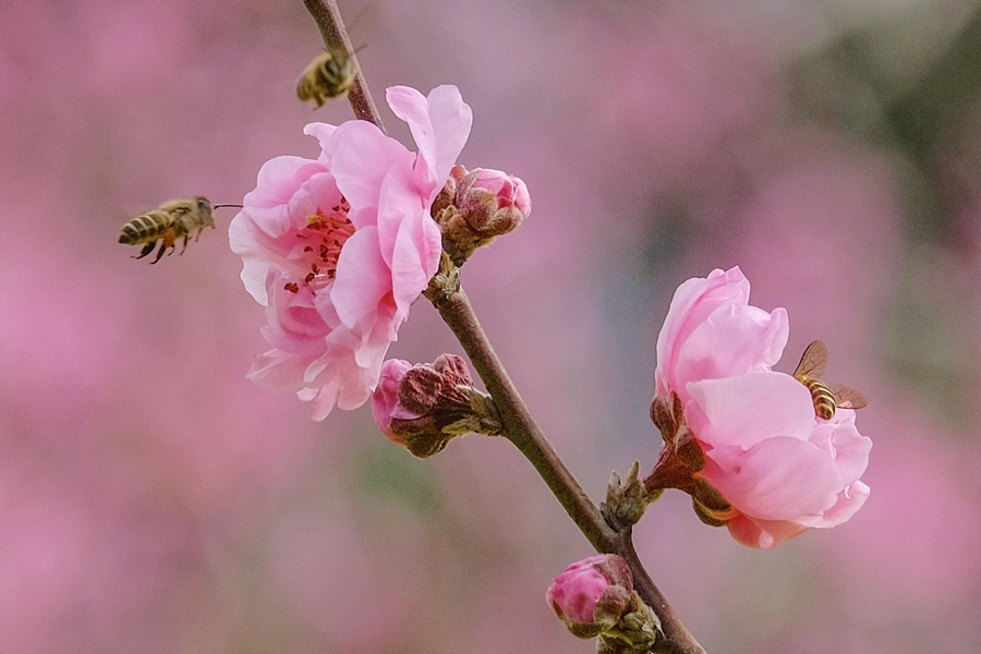 成群蜜蜂在桃花园中流连。林晞华摄