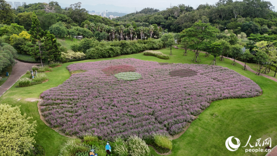 廈門市園林植物園獅山園花海（資料圖）。人民網記者 陳博攝