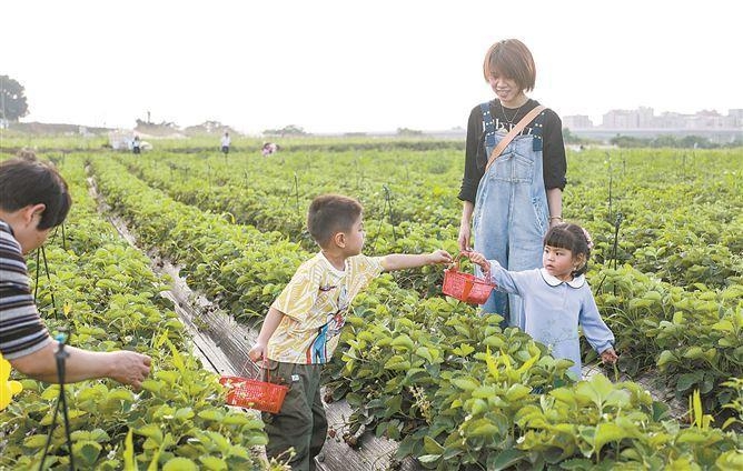 市民游客在西岩山都市田園體驗採摘樂趣。記者 張奇輝 攝
