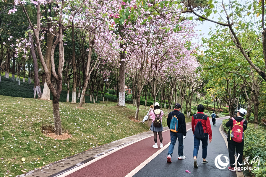 廈門虎頭山公園中，滿樹繁花的羊蹄甲扮靚山林。人民網記者 陳博攝