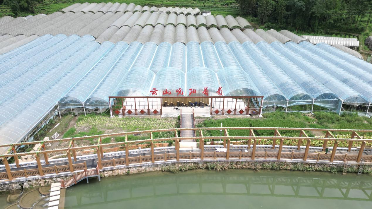 福安曉陽鎮葡萄示范園。福安市水利局供圖