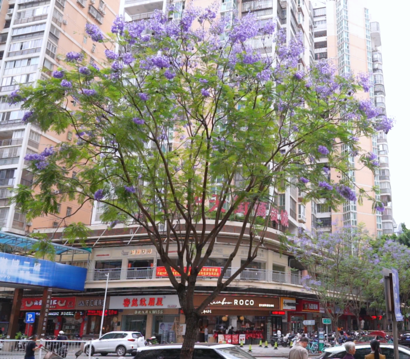 福州台江區街頭藍花楹盛放