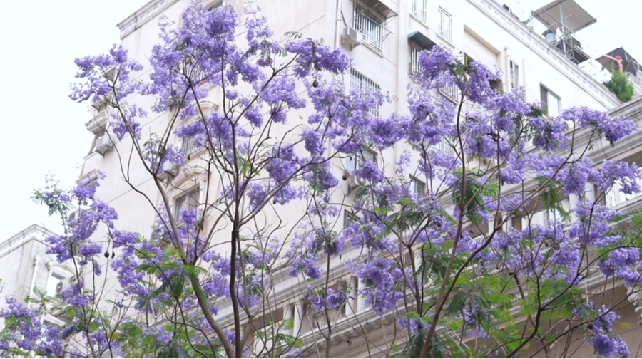 藍紫色的花朵團團簇簇、層層疊疊，遠遠望去如夢如幻