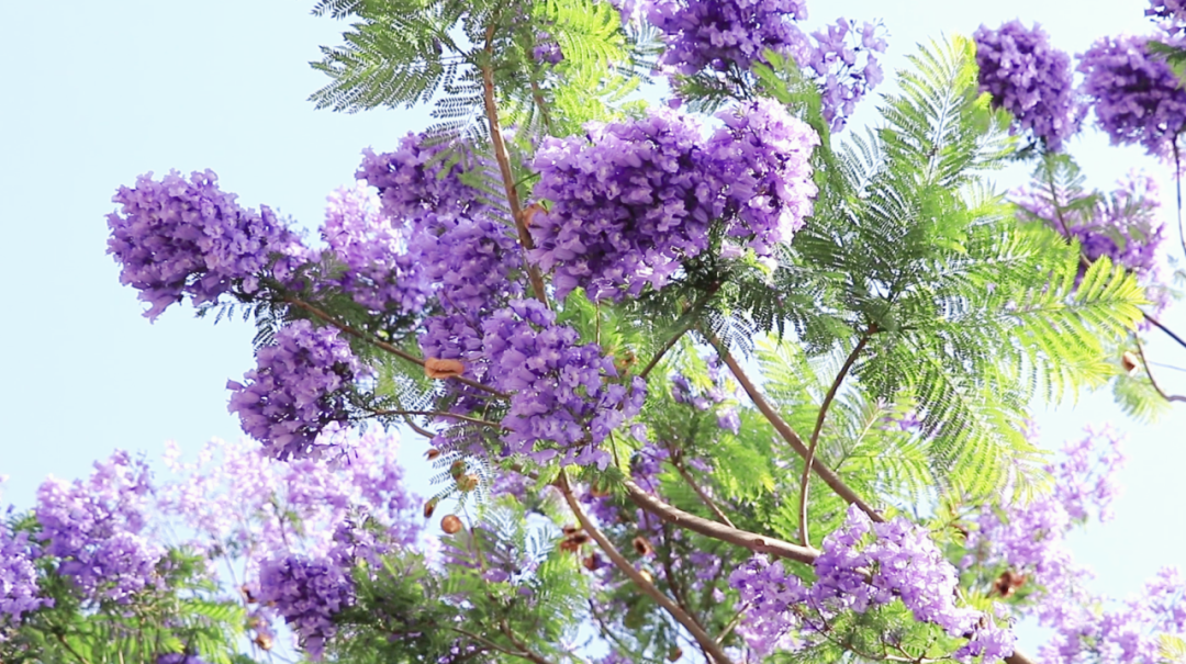 盛開的花朵為街頭染上浪漫的氣息
