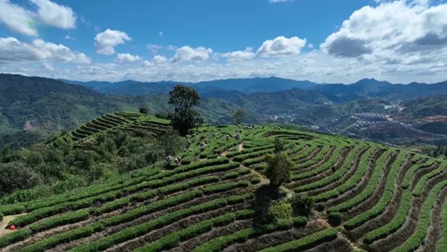 鐵觀音茶園