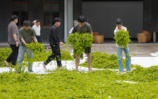学生参加晒青环节