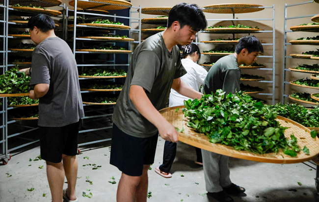 学生参加茶叶摇青环节