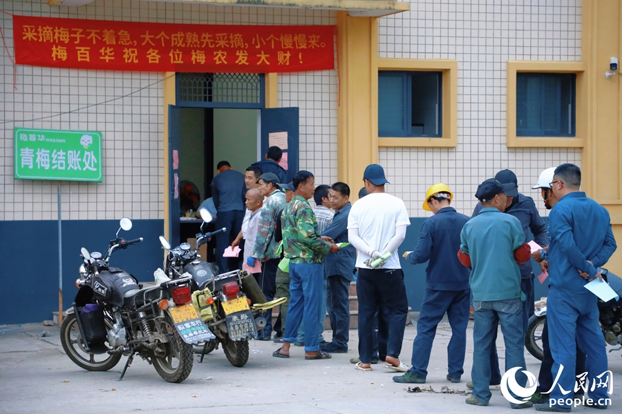 梅農在“青梅結賬處”排起長龍。人民網 李唯一攝