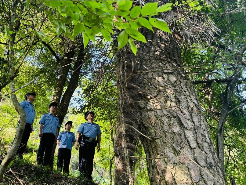 安溪縣940余株的名樹古木落實“一樹一檔”。安溪縣公安局供圖