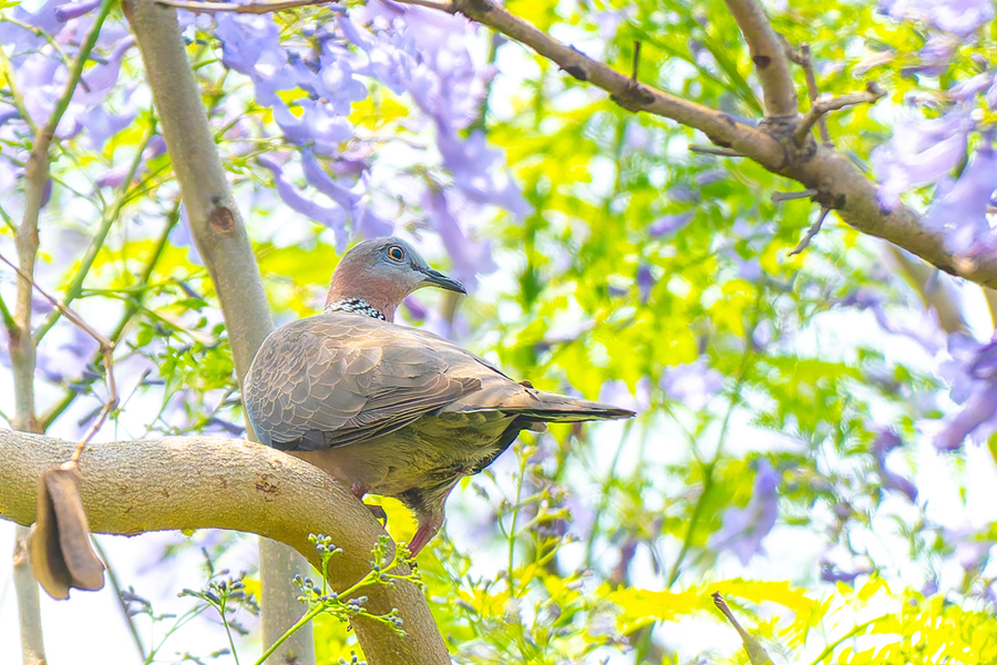 在廈門虎頭山公園，鳥兒在藍花楹枝頭停留。陳婧怡攝
