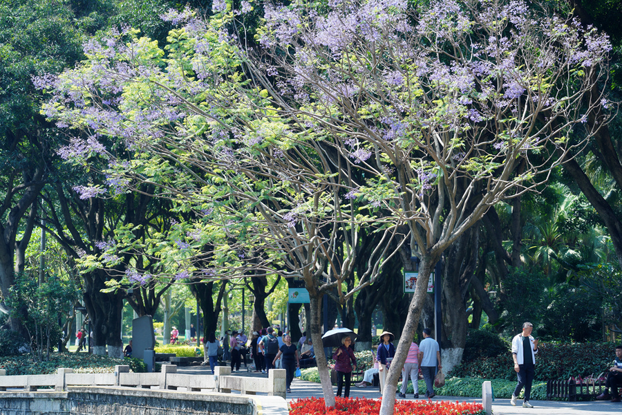 在廈門中山公園，市民游客在藍花楹樹下漫步。羅秀玉攝