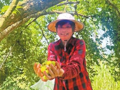 青梅豐收，農民喜笑顏開。（永泰縣融媒體中心供圖）