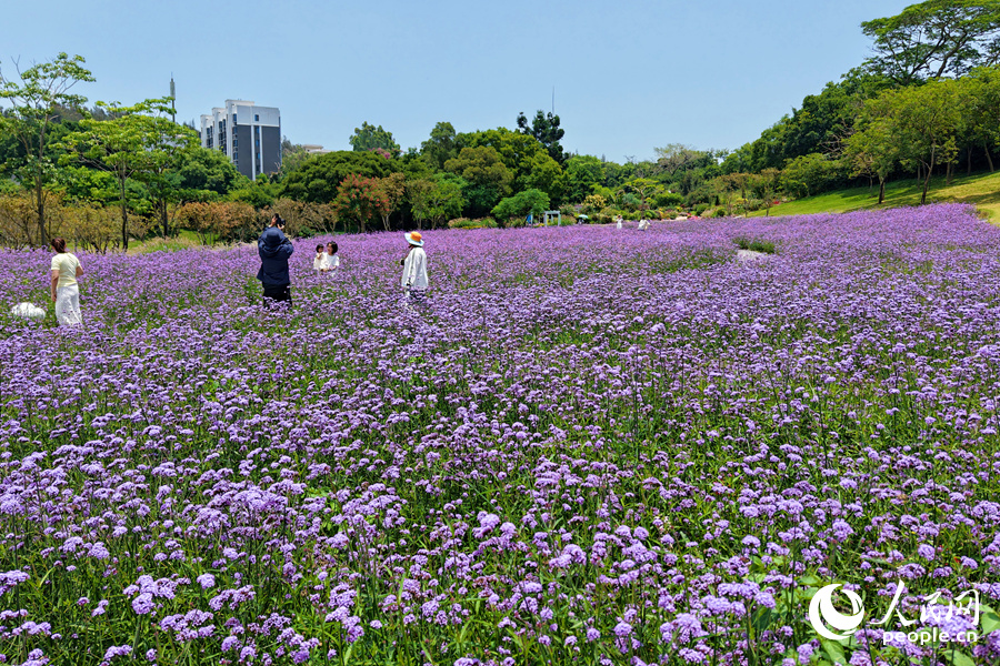 微风吹起层层花浪。人民网记者 陈博摄