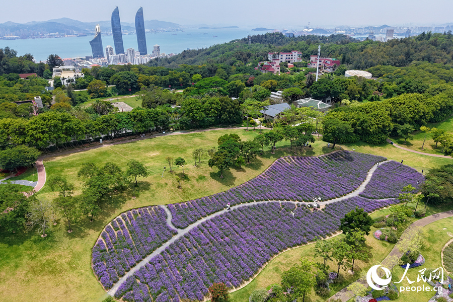 美丽动人的马鞭草花海。人民网记者 陈博摄