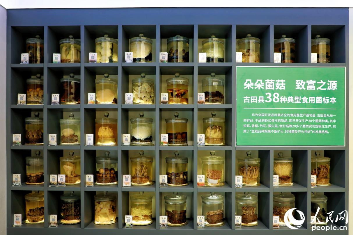 古田38種典型食用菌標本。人民網 李唯一攝