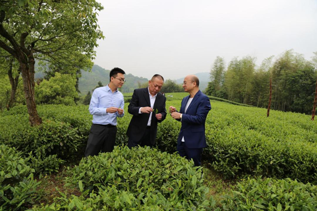 农行宁德分行客户经理深入茶山，了解茶叶种植情况和农户金融需求。林梅春摄