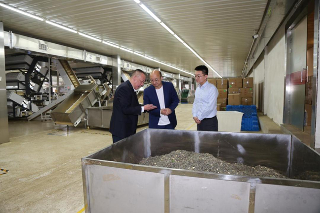農行寧德分行客戶經理深入茶企，了解茶葉加工情況和企業融資需求。郭曉丹攝