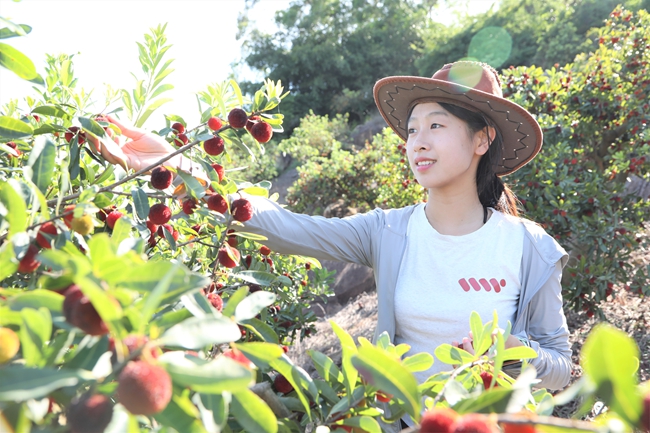 採摘楊梅。漳州開發區供圖