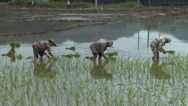 農民正在插秧