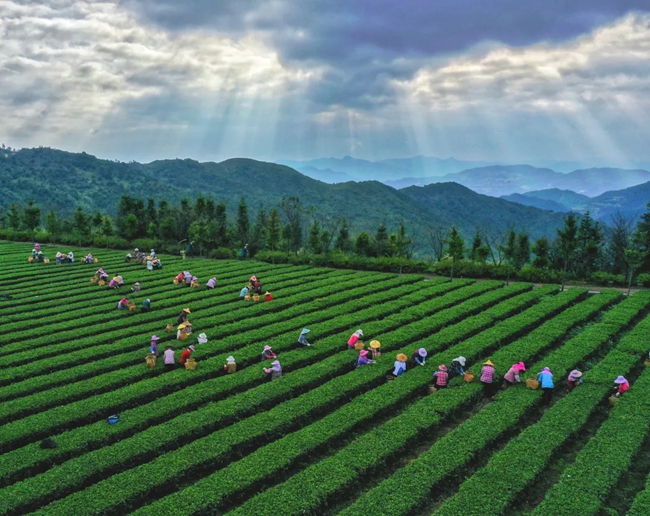 安溪茶园。陈铭郎摄