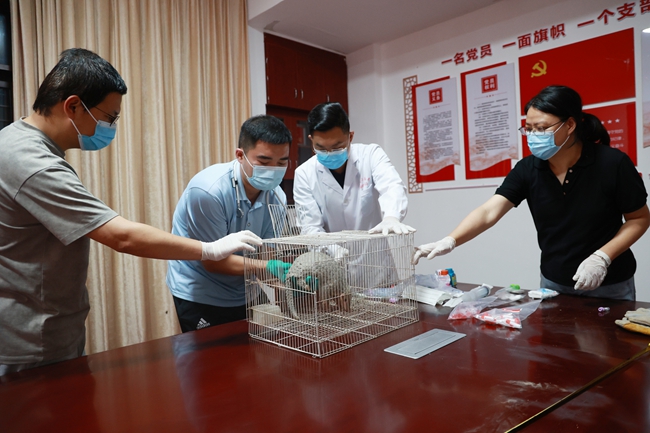 從外地趕來的國家級和省級專家對穿山甲進行身體檢查和數據採集