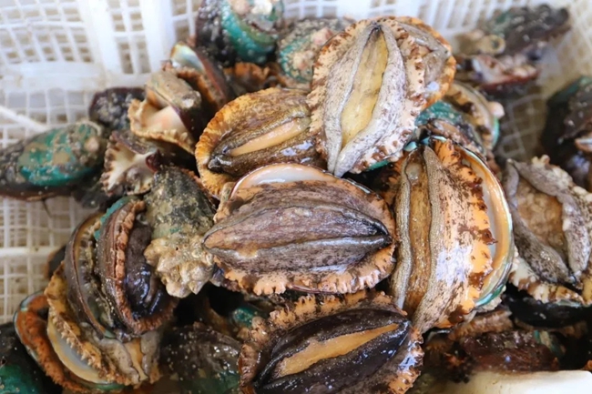 收獲的鮑魚