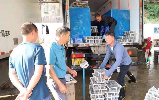 鮑魚優良的品質、實惠的價格吸引不少客商前來採購